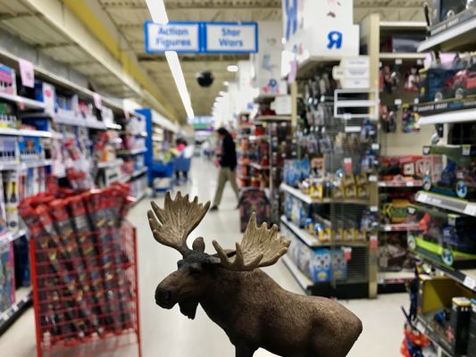 Moose at Toy's r us!