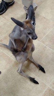 We have a wild time here at Little Angels with special guests like Boomerang the baby kangaroo