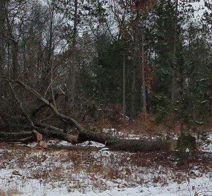 Tree Felling