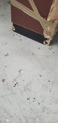 More rat feces. Looks like they were gnawing in our furniture too.