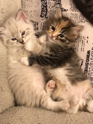 Siberian kittens