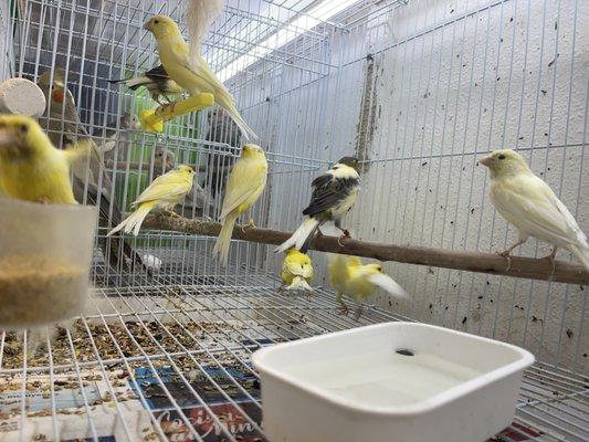 Females canaries