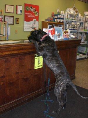 Our 1 year old puppy at the front desk, looking for a treat from Dr. Mary!