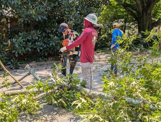 Rose City Arborist