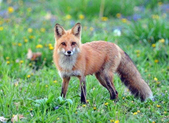 Coyote Removal Indianapolis