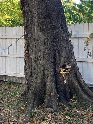 Fungus among us........look for fruiting bodies on your trees