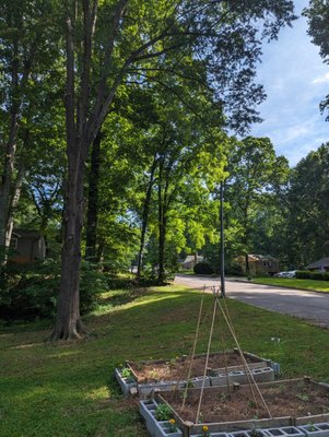 Green Bear Tree Service