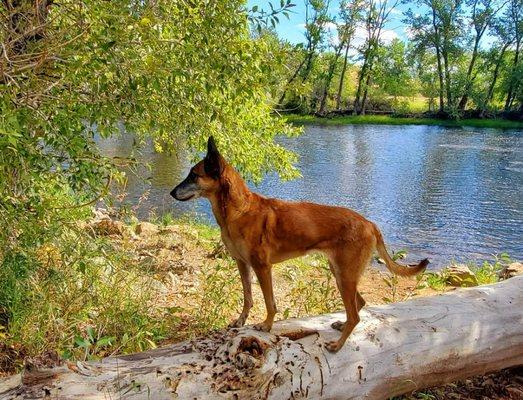 Nala by the river.