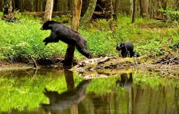 Jumping mother bear by Brian Shults https://www.facebook.com/brianshultsphotography