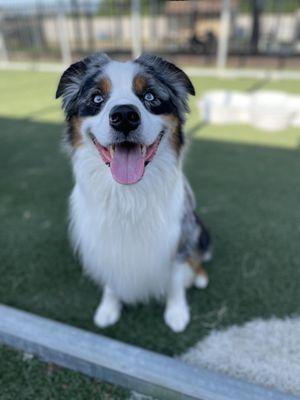 Southern Paws of Texas Pet Resort