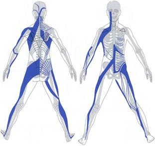 These are myofascial trains, everywhere that is touched on a train effects the rest of it-- Energy Work and Myofascial work are related!