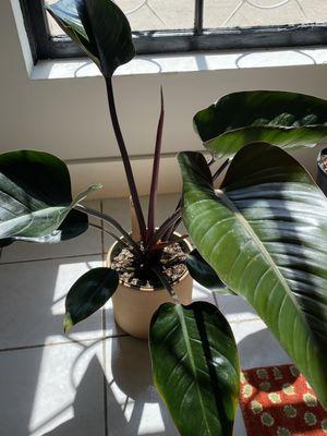 Philodendron Congo Red