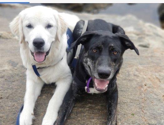 Waldorf is very friendly with other dogs at school and in our neighborhood, thanks to Rhodes Collar Doggie Day School.