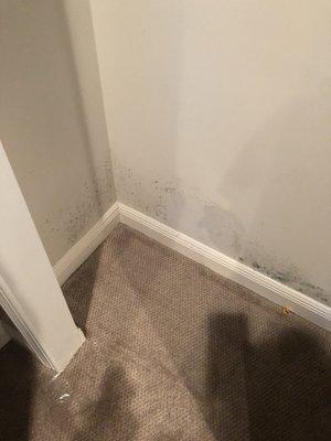 Mold removal palm beach