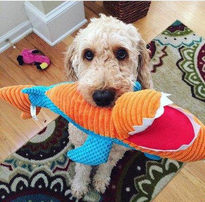 Dog with toy