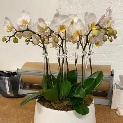 Orchids Arrangement