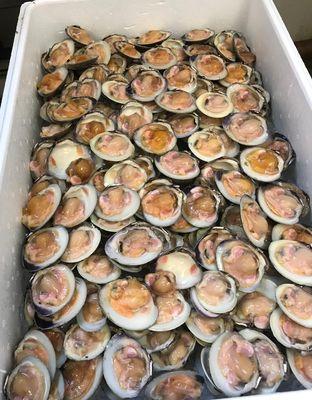 Clams on the 1/2 Shell for a catering party!