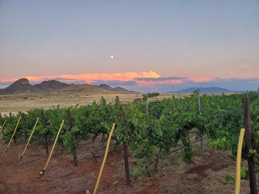 We have some of the best views in the Sonoita AVA from our tasting area!