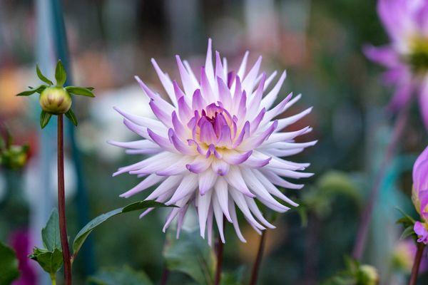 Dahlia Dell at Golden Gate Park