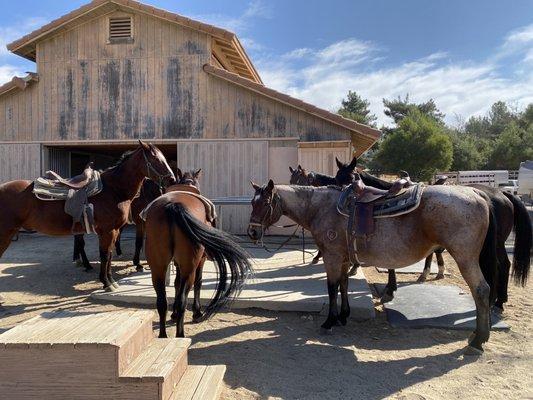 Dave's Stable, so clean, horses well groomed, awesome place!