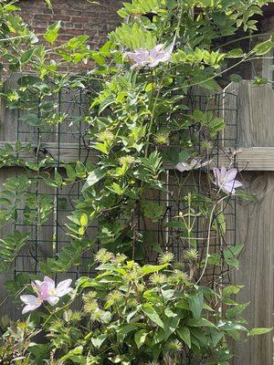 Clematis at one of the homes on the garden walk.