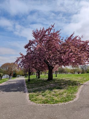 Cherry blossoms!