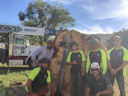 Large tree cut down from Four Mile Road in Glenwood Springs, CO