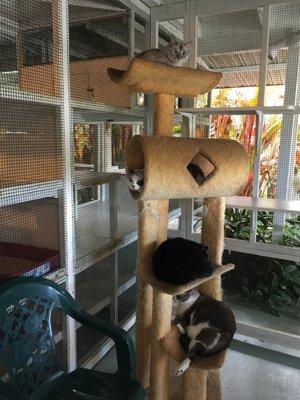 My 4 cat babies just hanging out in one of the rooms (photo courtesy of Cozy Cat Lodge. Love the photo updates!!).