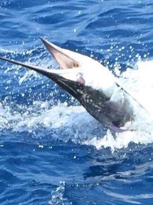 Sailfish caught on the Osprey