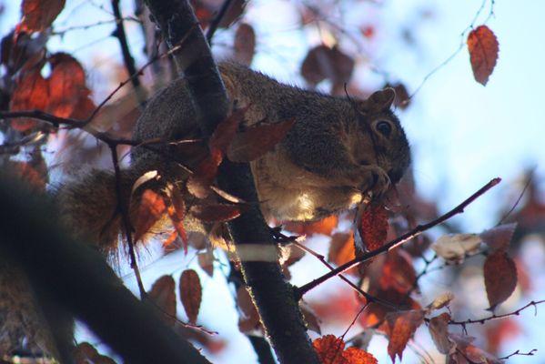 Resident squirrel