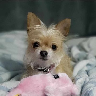 Our Boss, Tuffi McChicken with a fresh groom. She is not a fan of this bath thing.