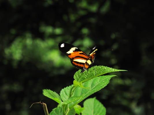 Butterfly on leaf in Mata Atlantica, Brazil.