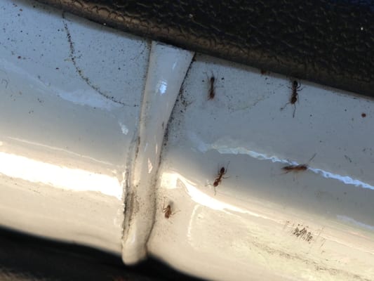 There were ants crawling all over the back seat and in the luggage area, all stemming from the back bumper.