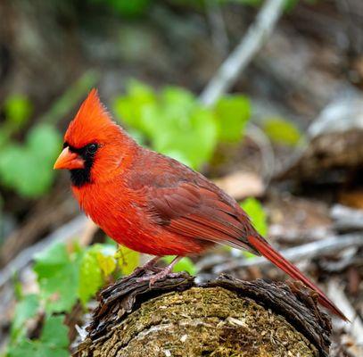 Red cardinal looking for some morsels