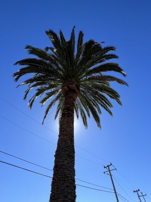 Tree after trimming.