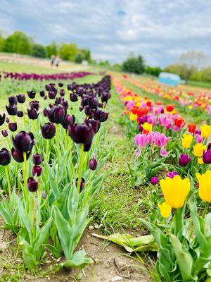 Tulip fields during the Spring Tulip Festival