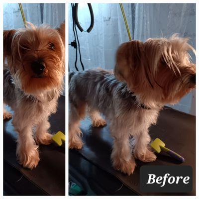 Yorkie before her spa treatment.