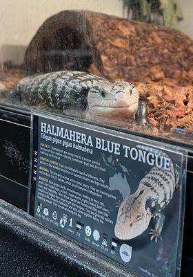 Pet Planet at 272 S. Decatur Blvd 10/21/2023 Blue tongue skink