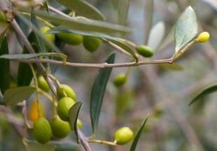 Olive trees at the Italian Farm