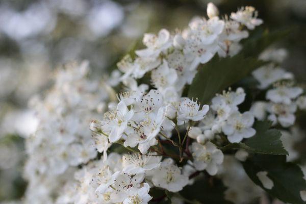 Sakura/Cherry Blossoms