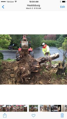 Tree and stump removal no problem.