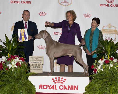 GCHP Starwood's Reinhard V Dietz, CGC TD Best of Breed at the 2017 AKC National Championship Show