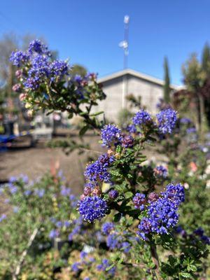 Van Winden's Garden Center