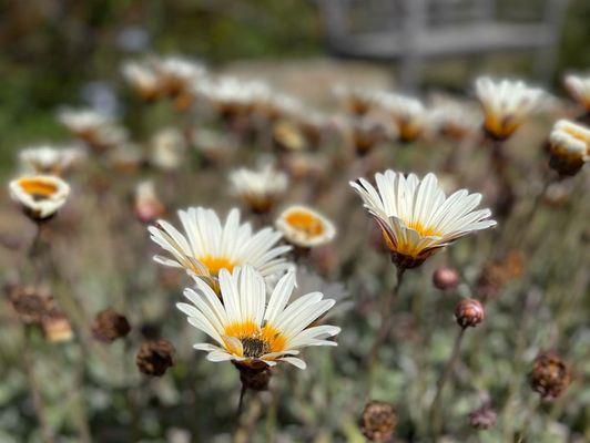 crown daisy?