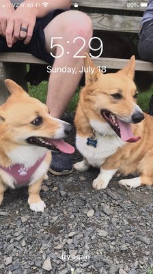 The two Corgis met