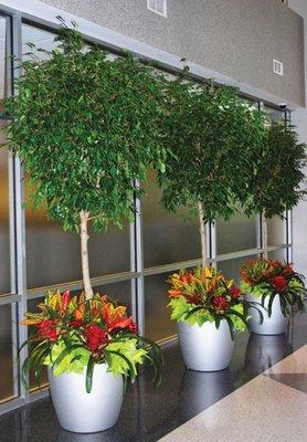 custom indoor office plants for rental or purchase