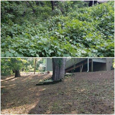 Brush Clear-out - Before & After