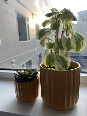 Two plants and matching pots.