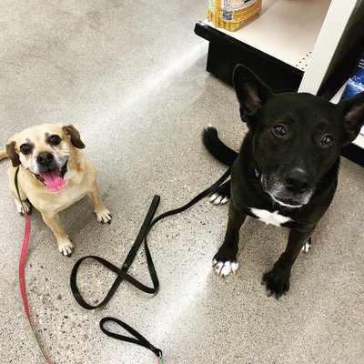 Wren & Zellic during the private training session at Tractor Supply