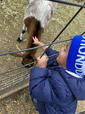 Pet the goats